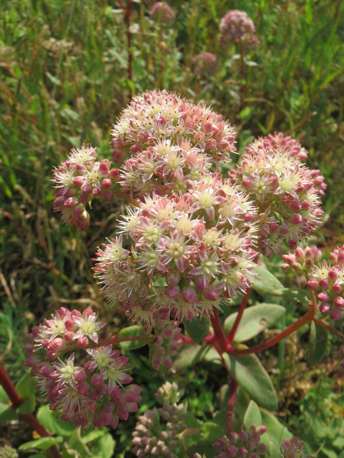 Stonecrop 'Autumn Joy'