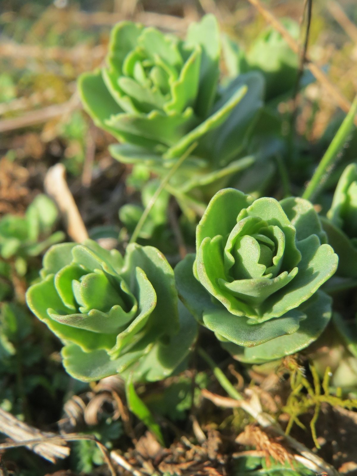 Stonecrop 'Autumn Joy'