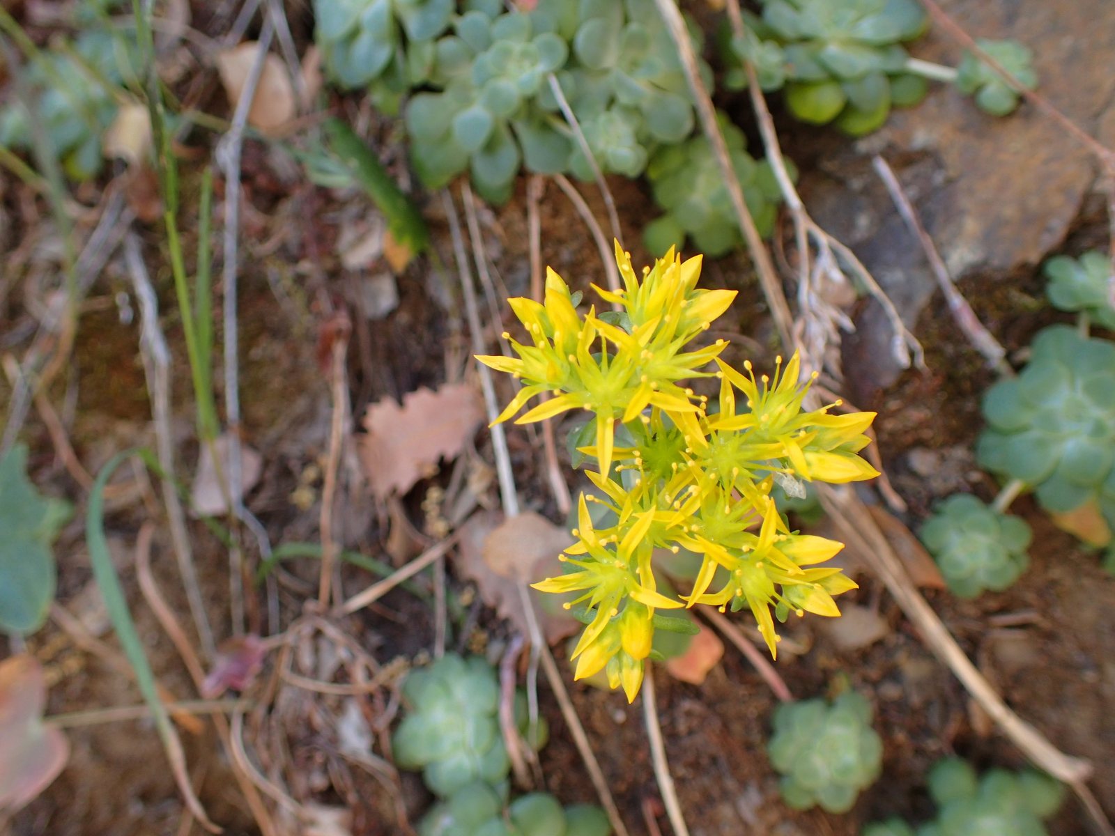 Stonecrop 'Cape Blanco'