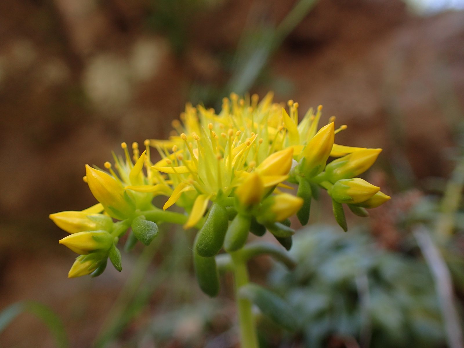 Stonecrop 'Cape Blanco'