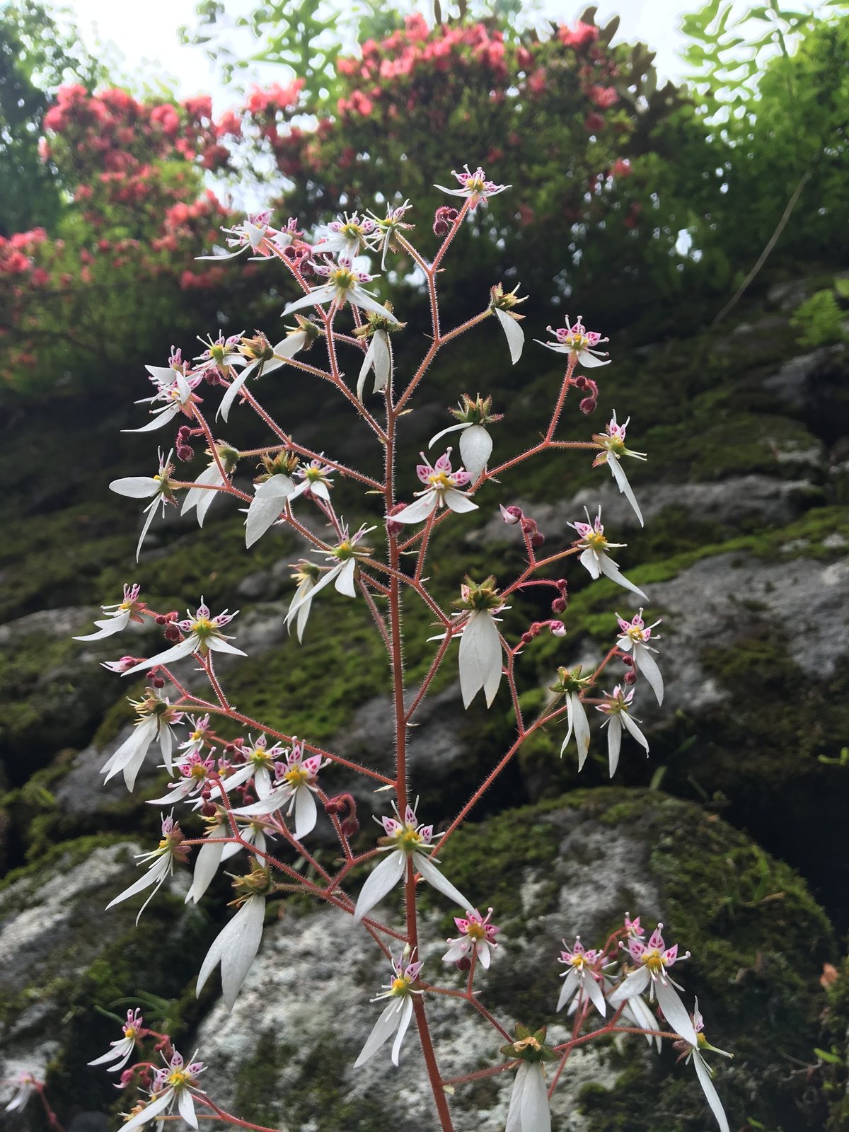 Strawberry begonia