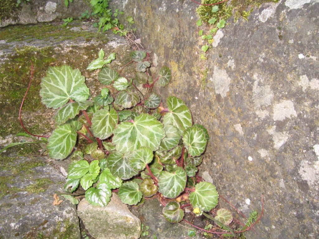 Strawberry begonia