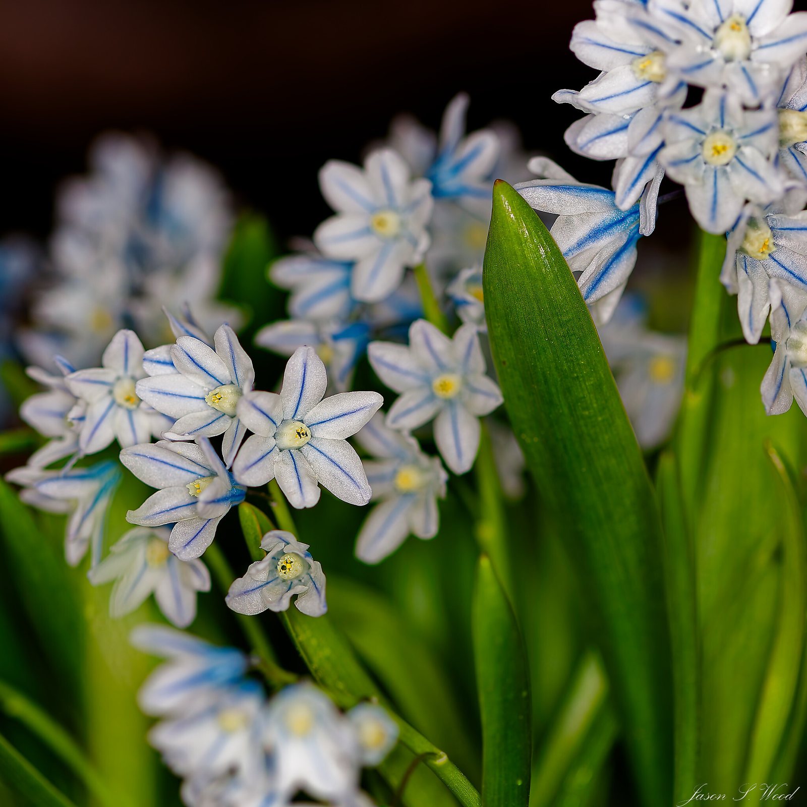 Striped squill