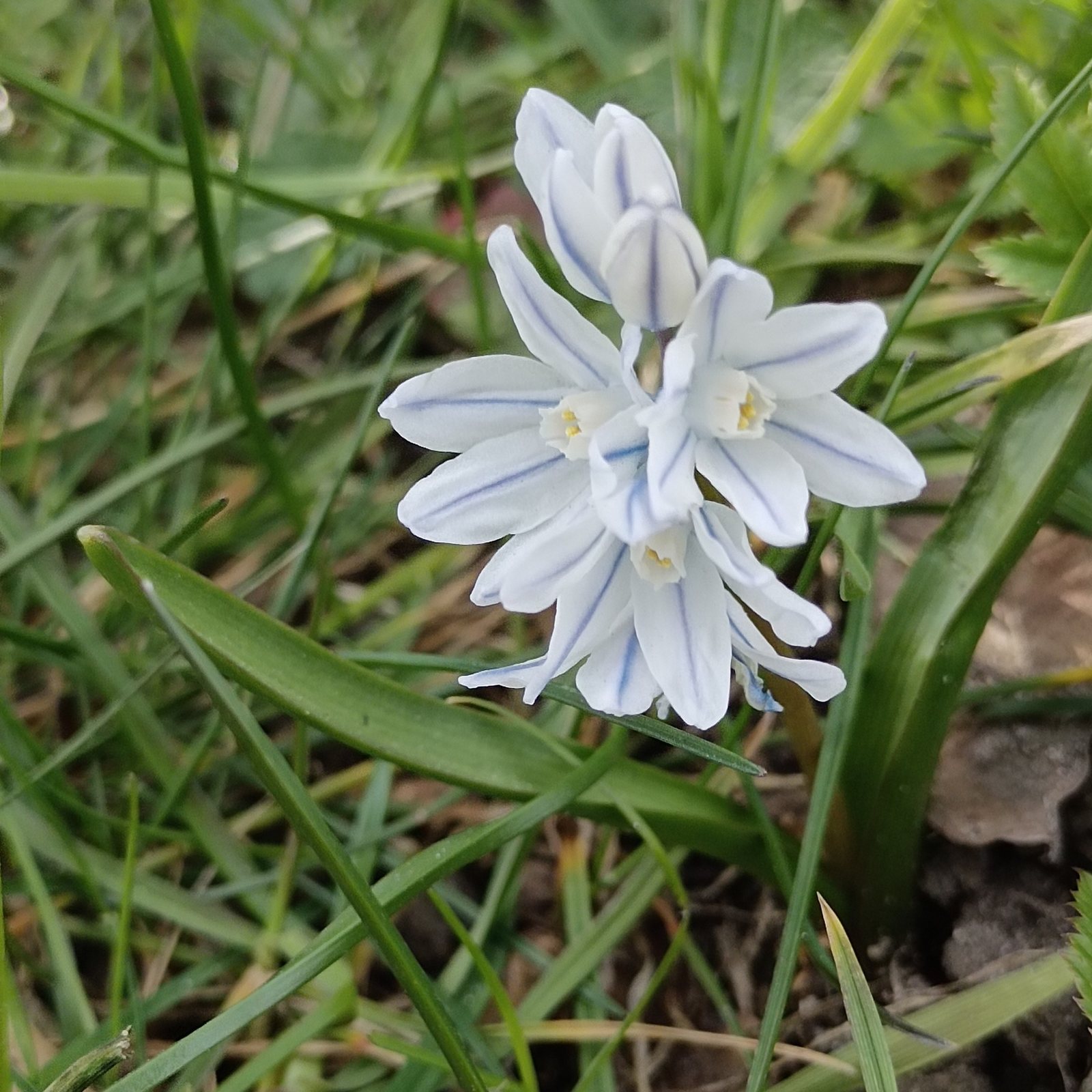 Striped squill