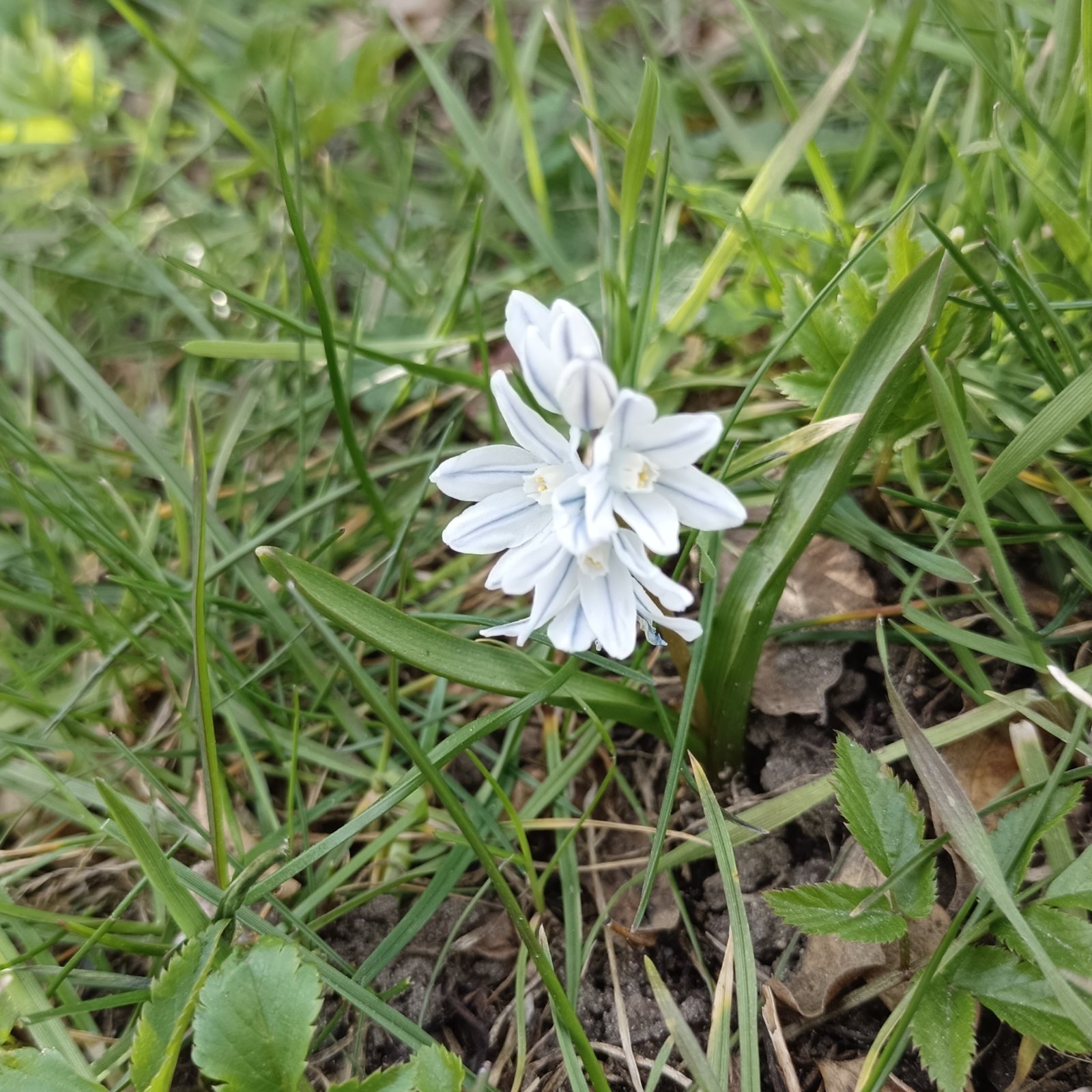 Striped squill
