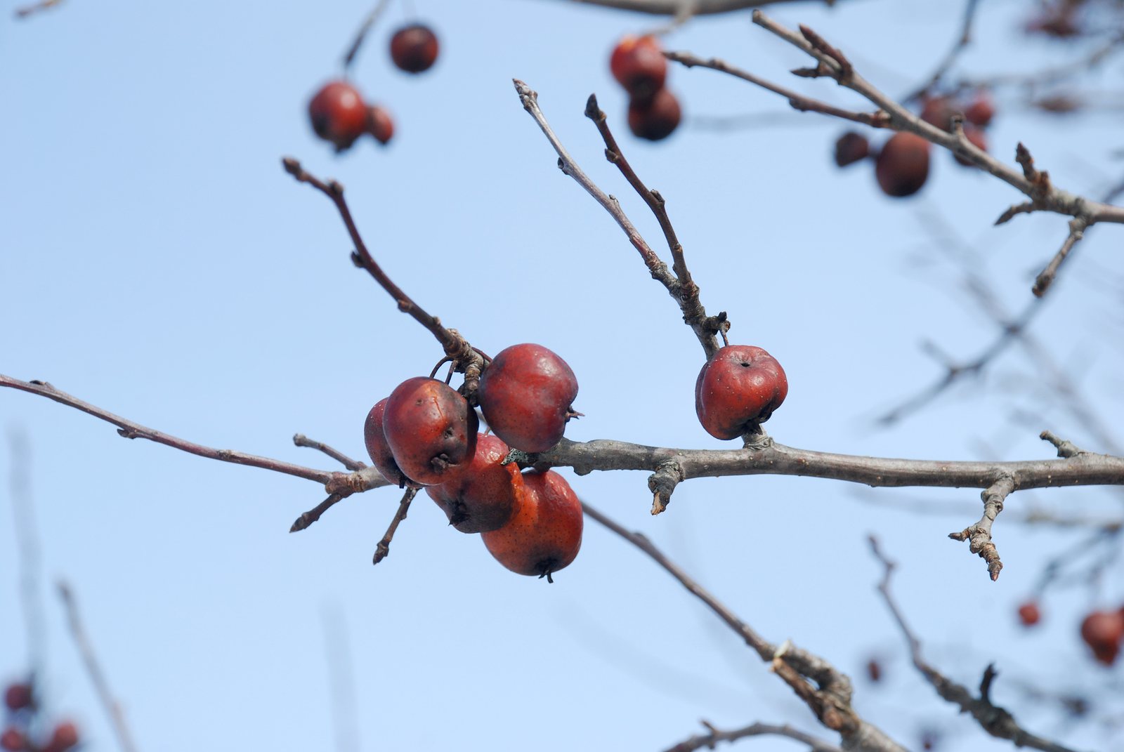 Sugar Tyme crabapple