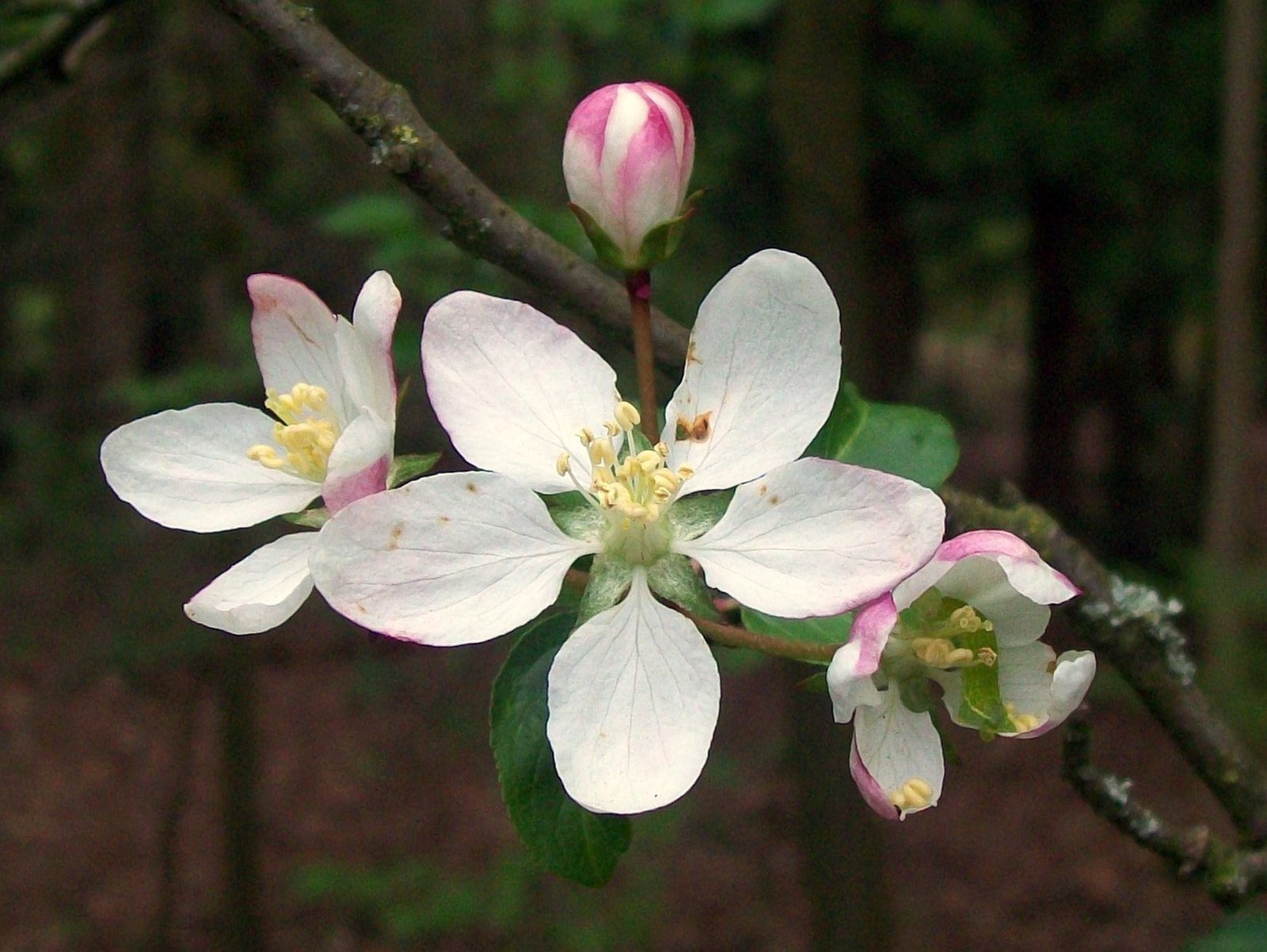 Sugar Tyme crabapple