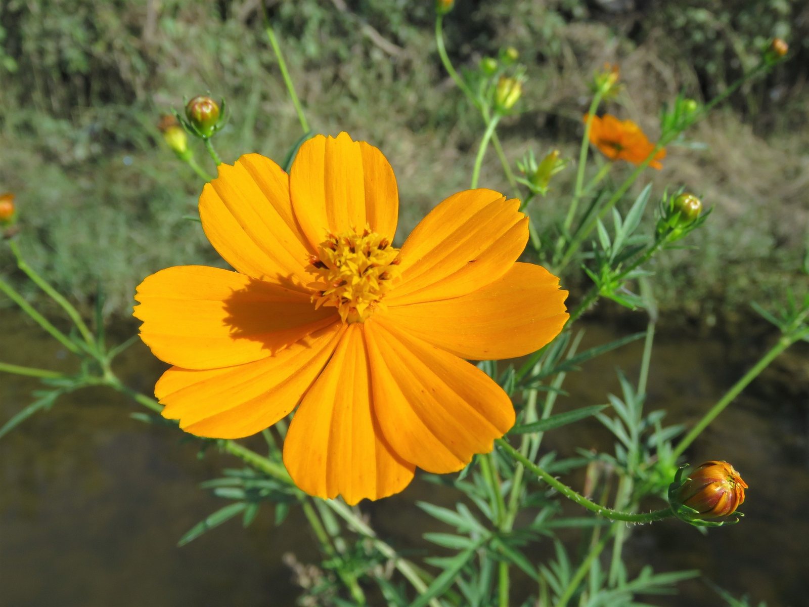 Sulphur cosmos