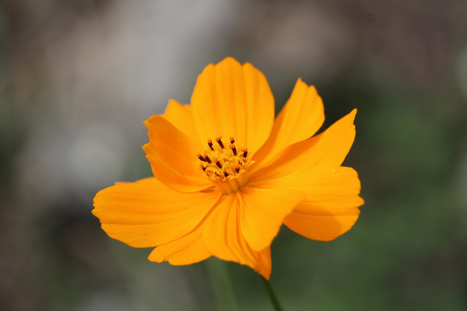 Sulphur cosmos