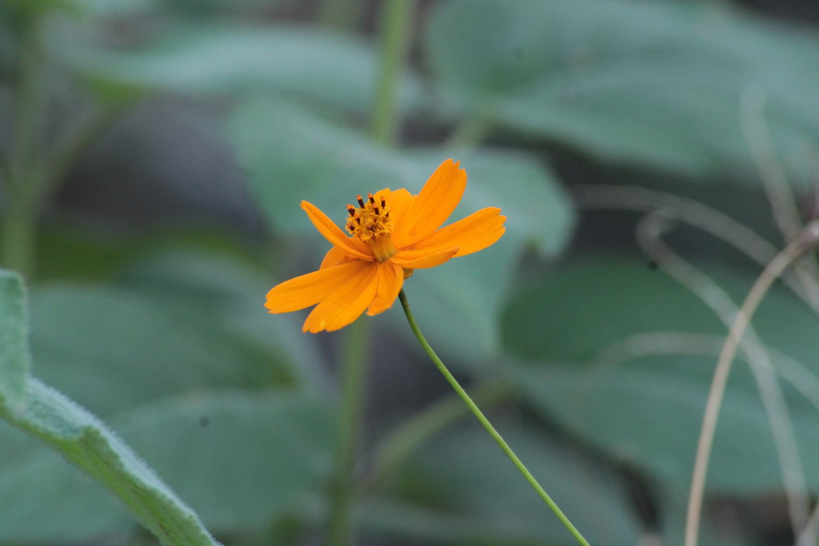 Sulphur cosmos