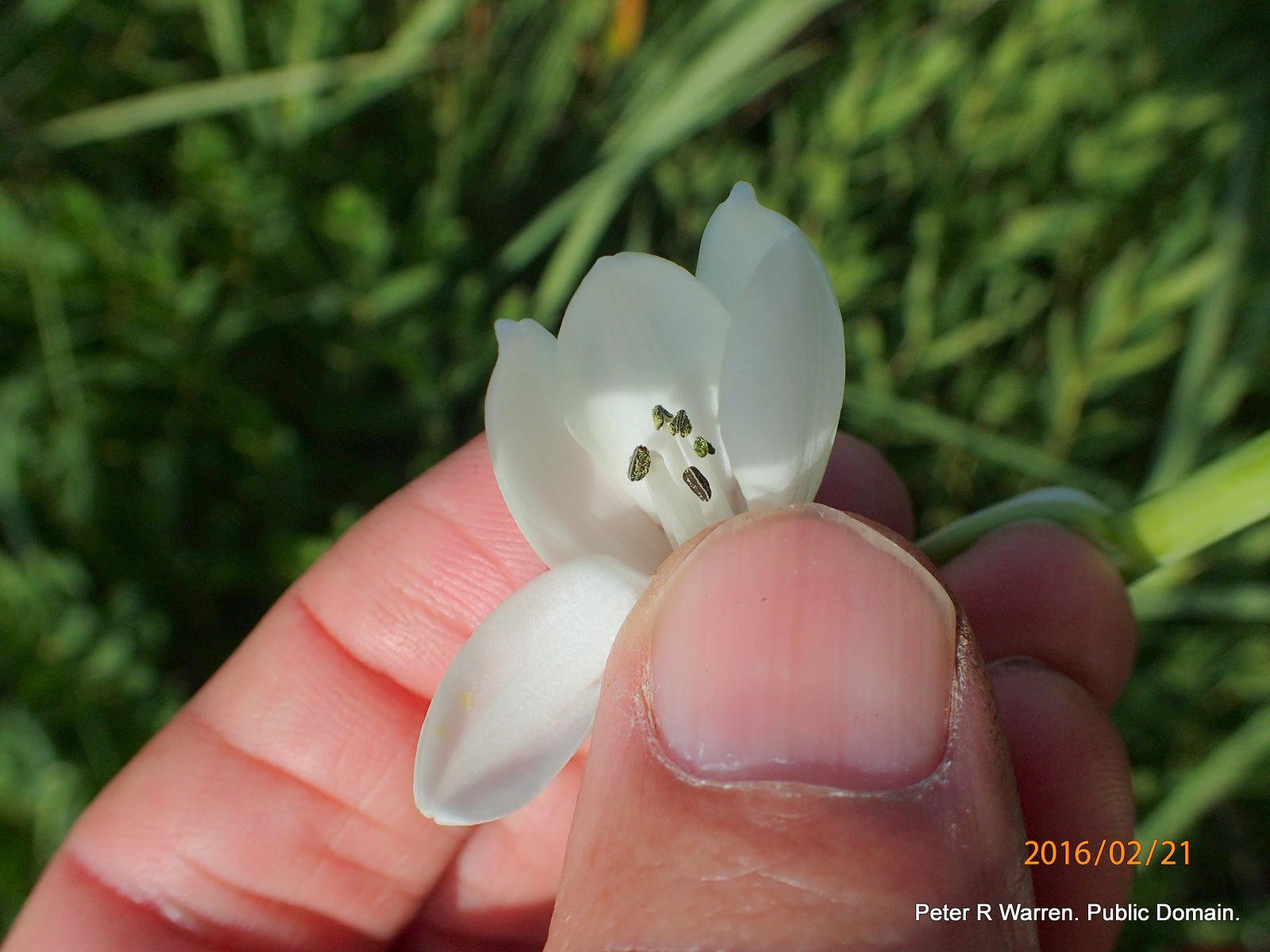 Summer hyacinth