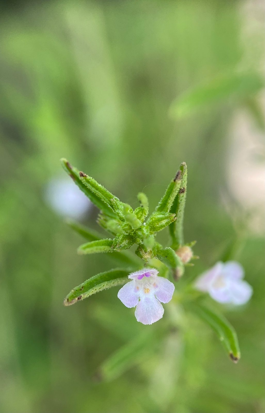 Summer savory