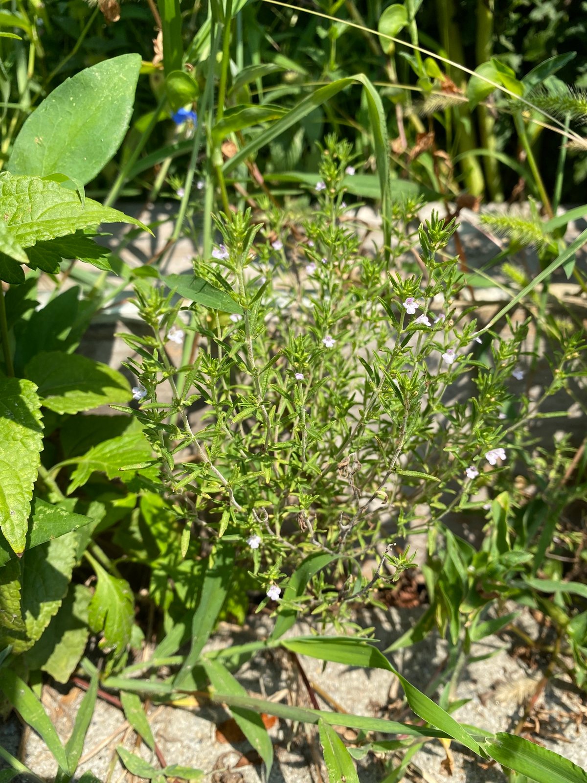 Summer savory