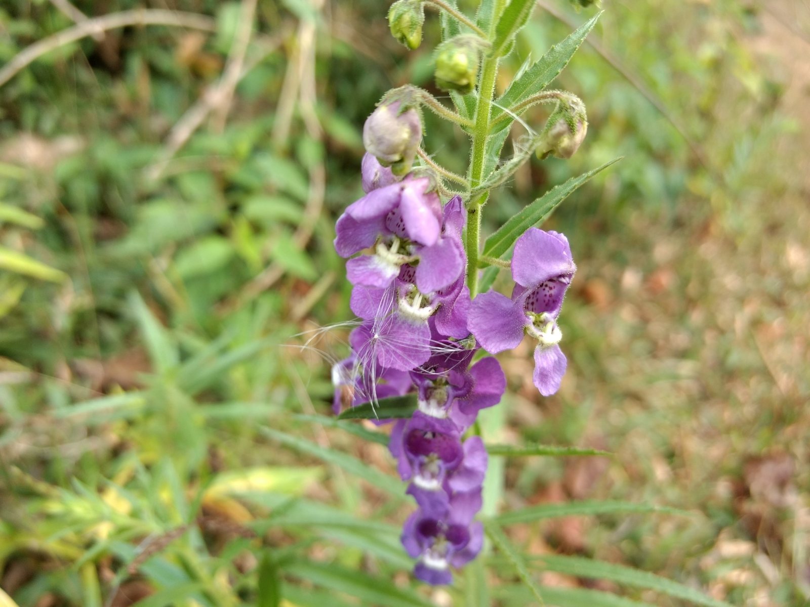 Summer snapdragon