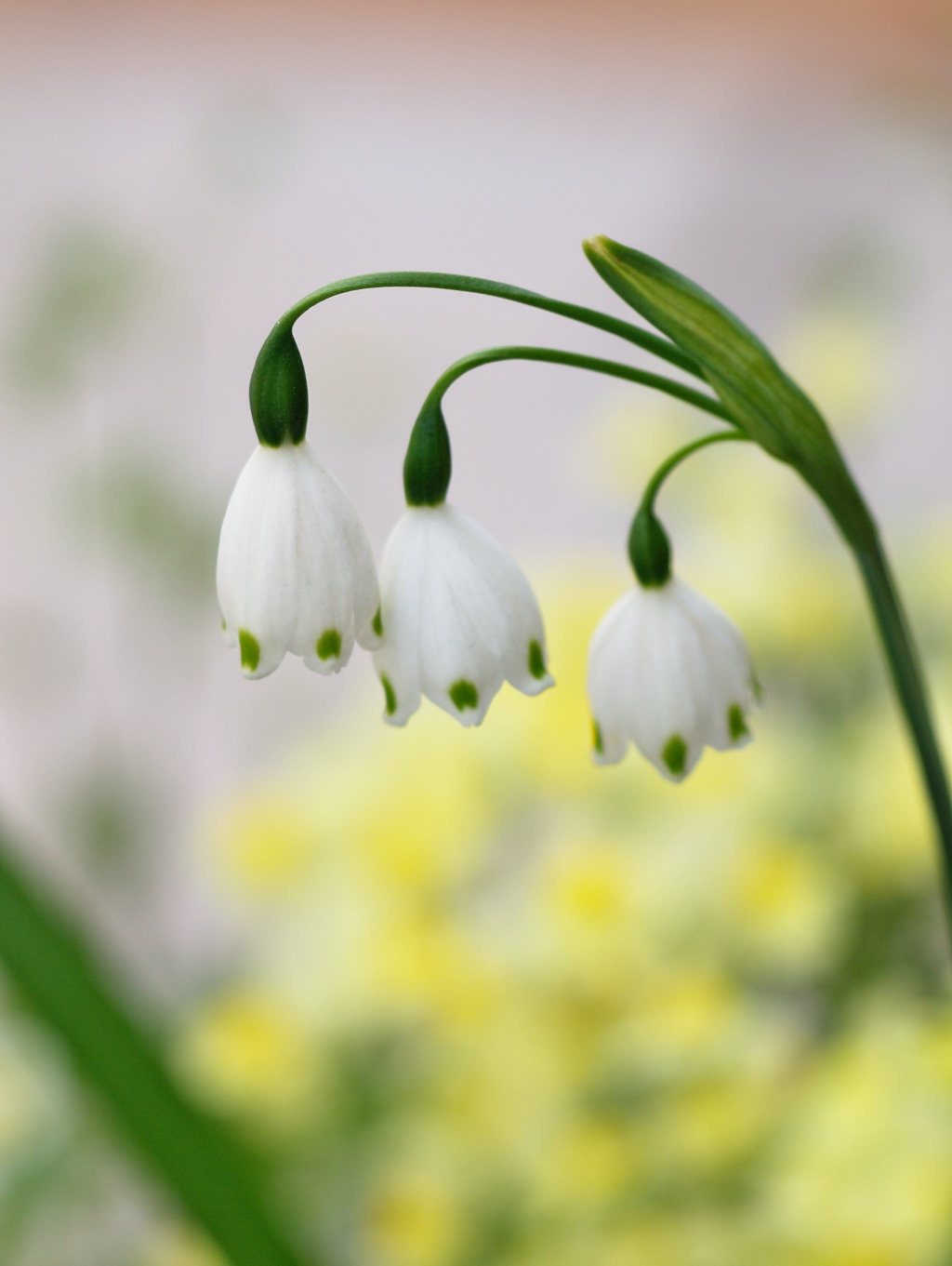 Summer snowflake