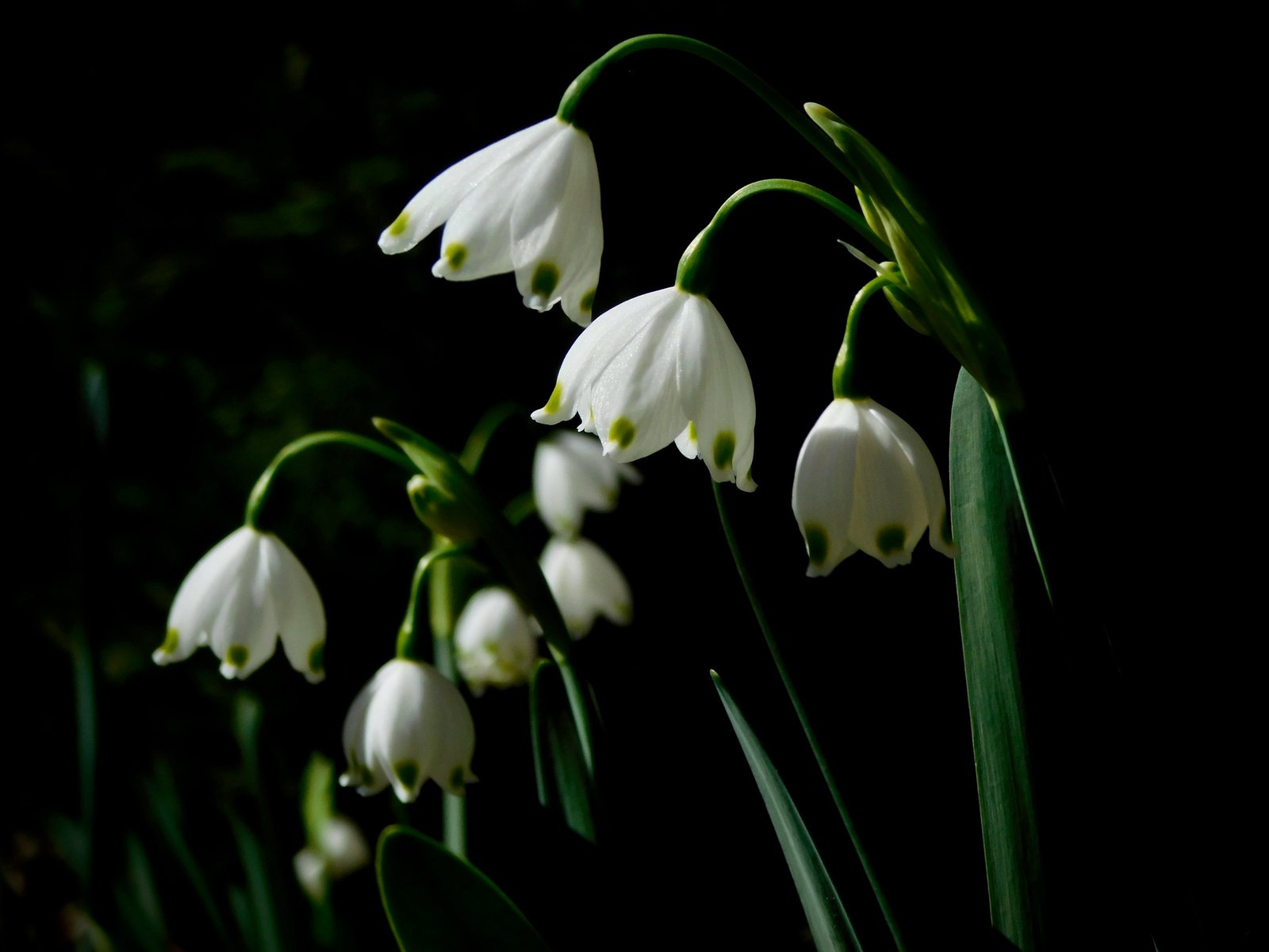Summer snowflake