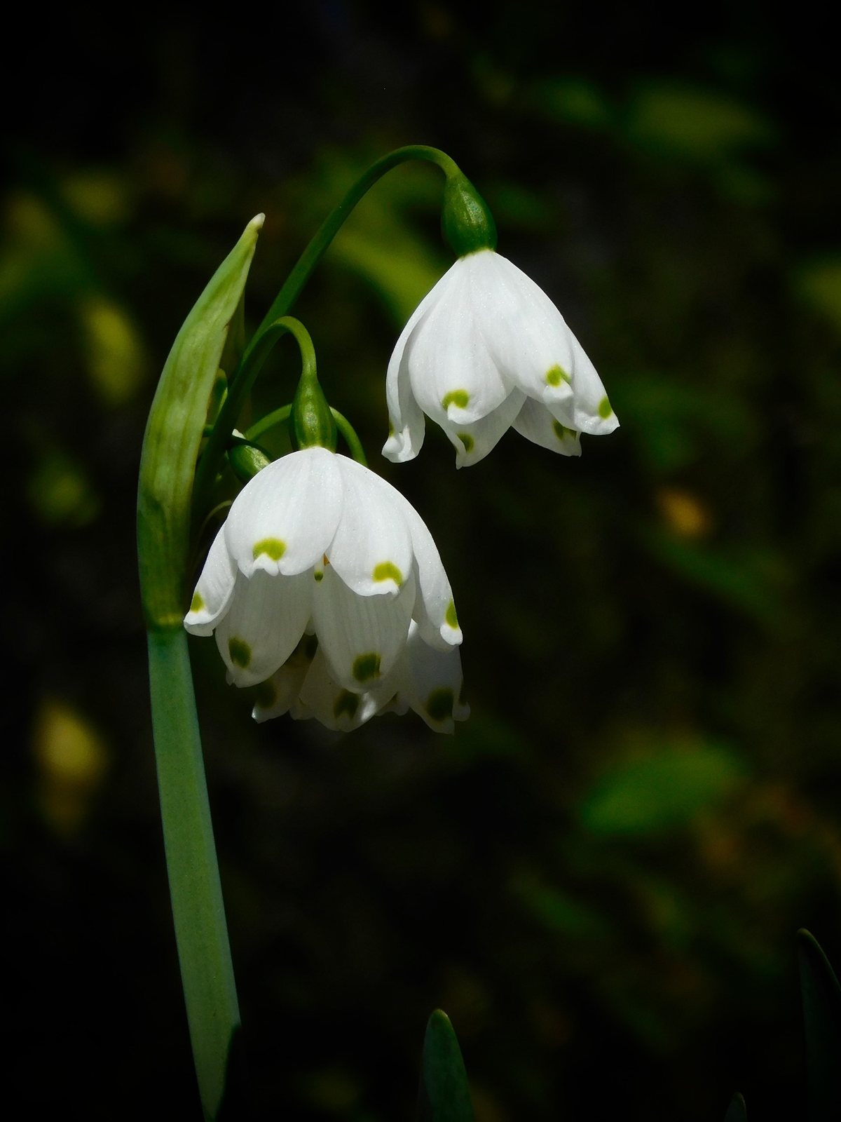Summer snowflake