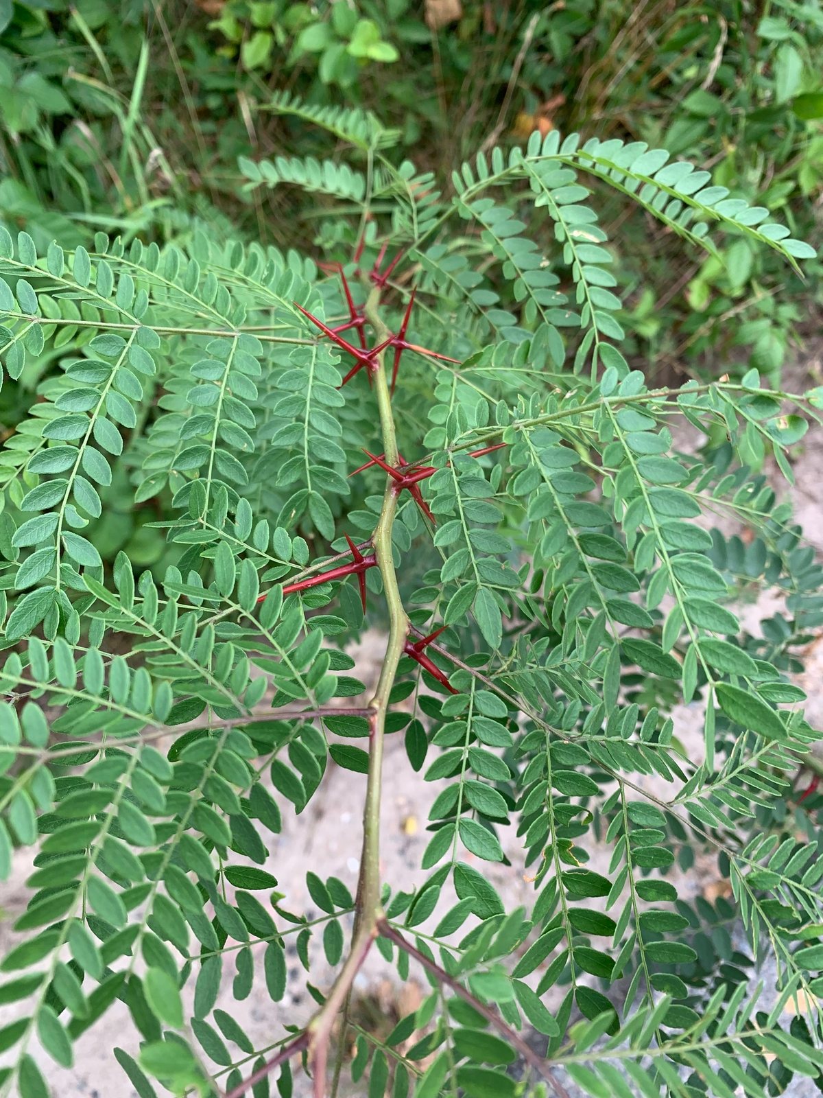 Sunburst honeylocust