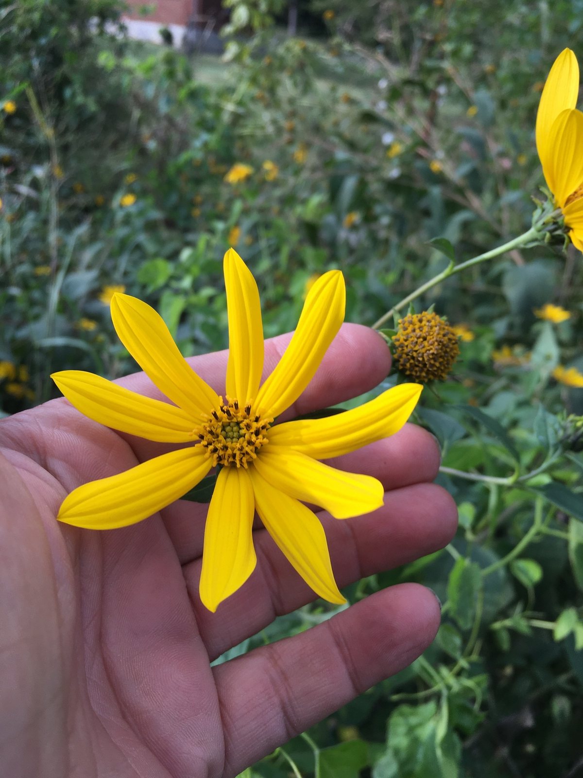Sunchoke (Jerusalem artichoke)