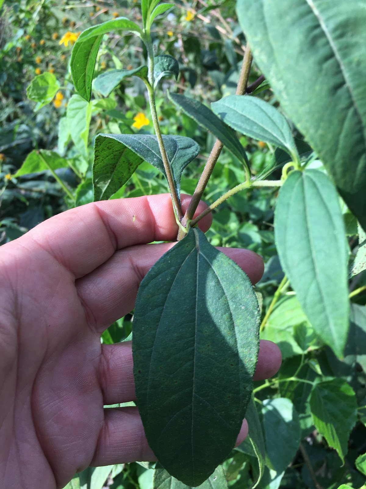 Sunchoke (Jerusalem artichoke)