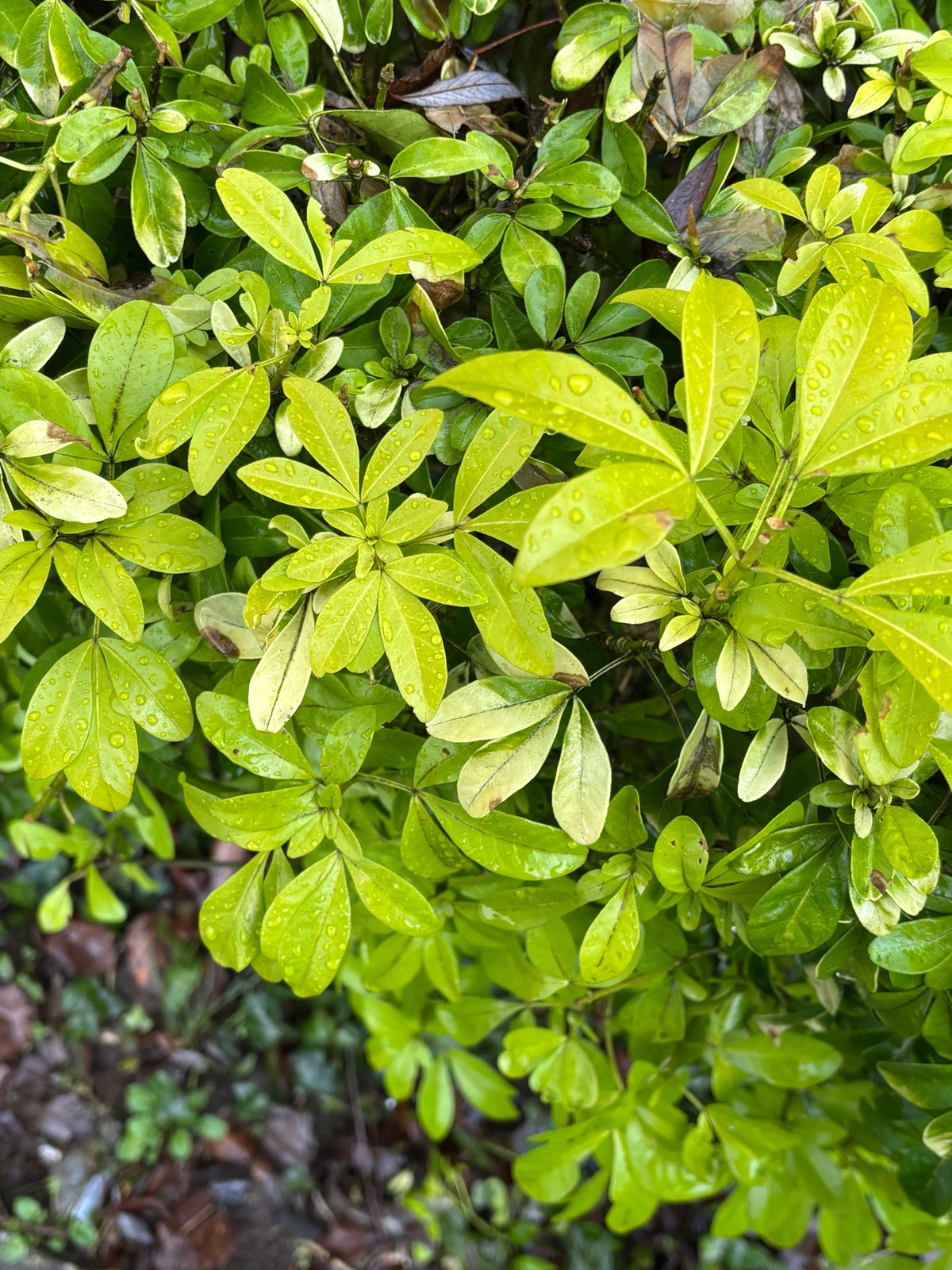 Sundance Mexican orange