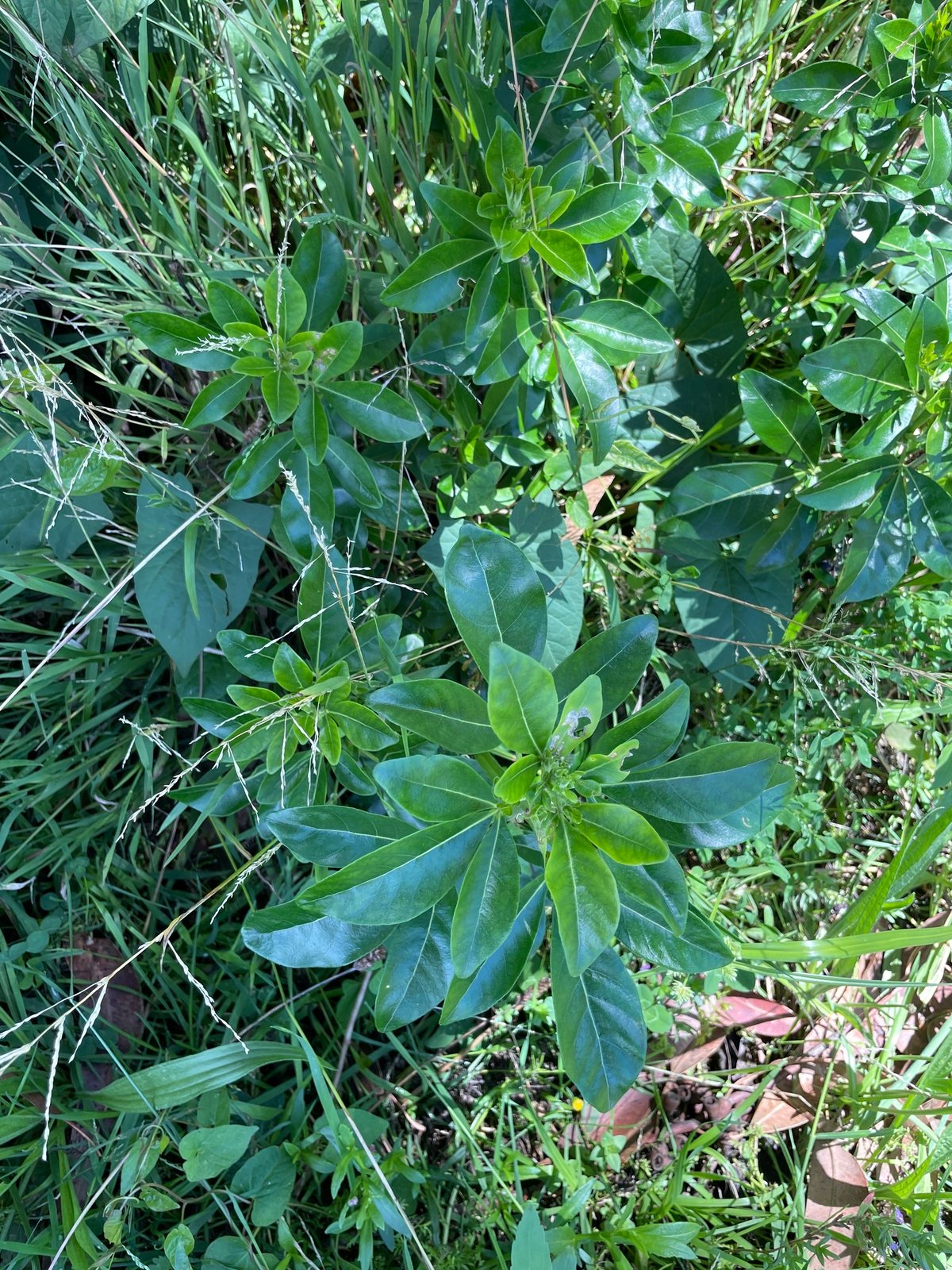 Sundance Mexican orange