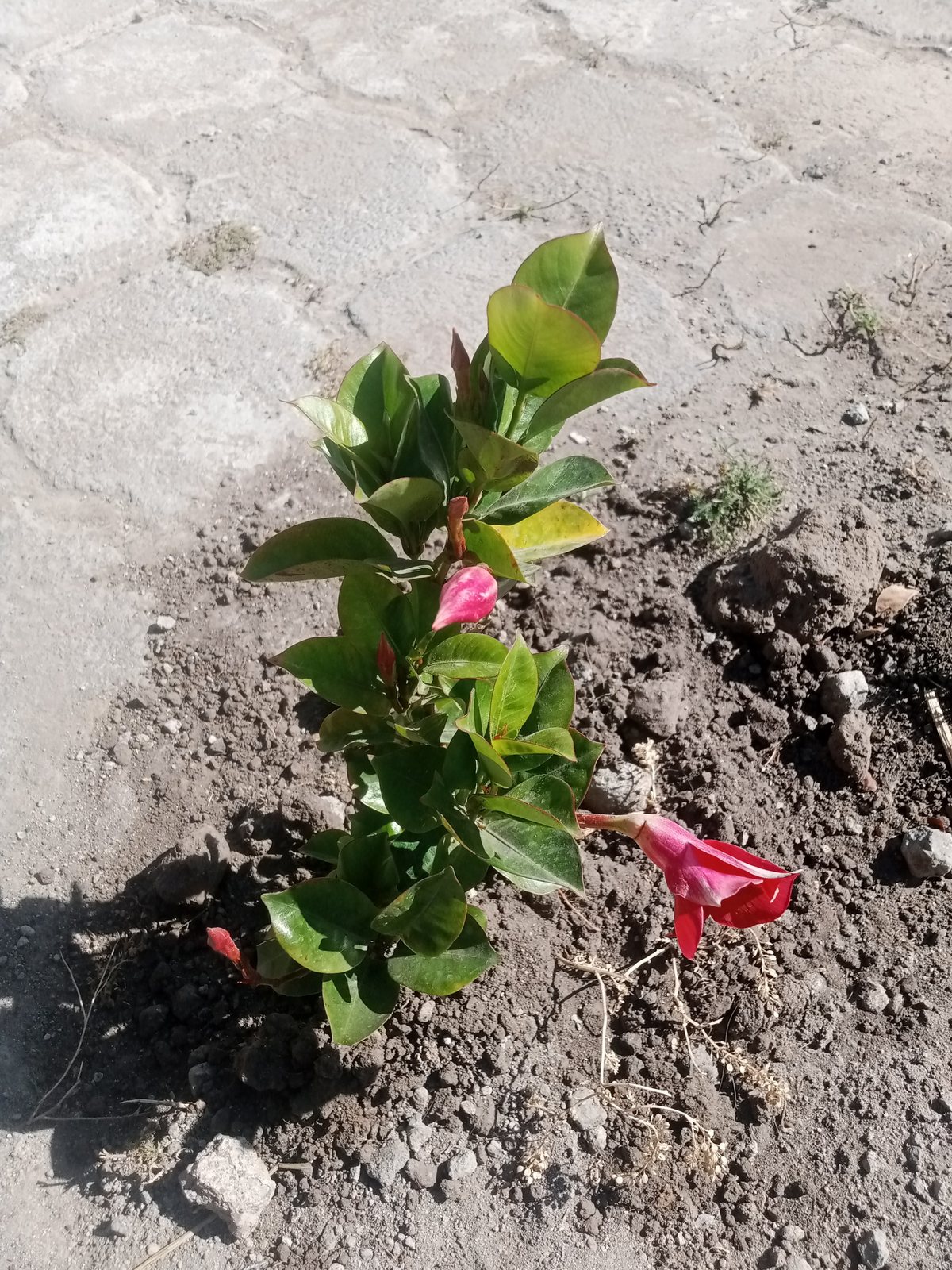 Sundaville mandevilla