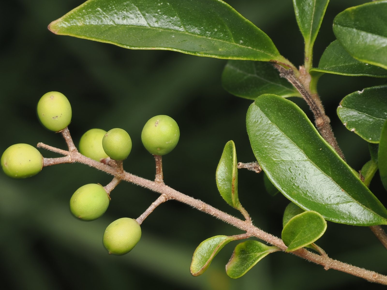 Sunshine ligustrum