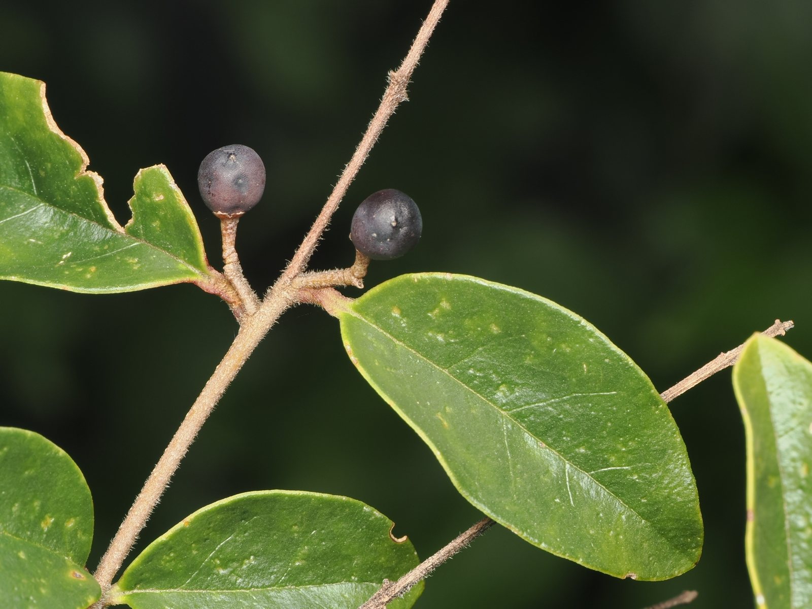 Sunshine ligustrum