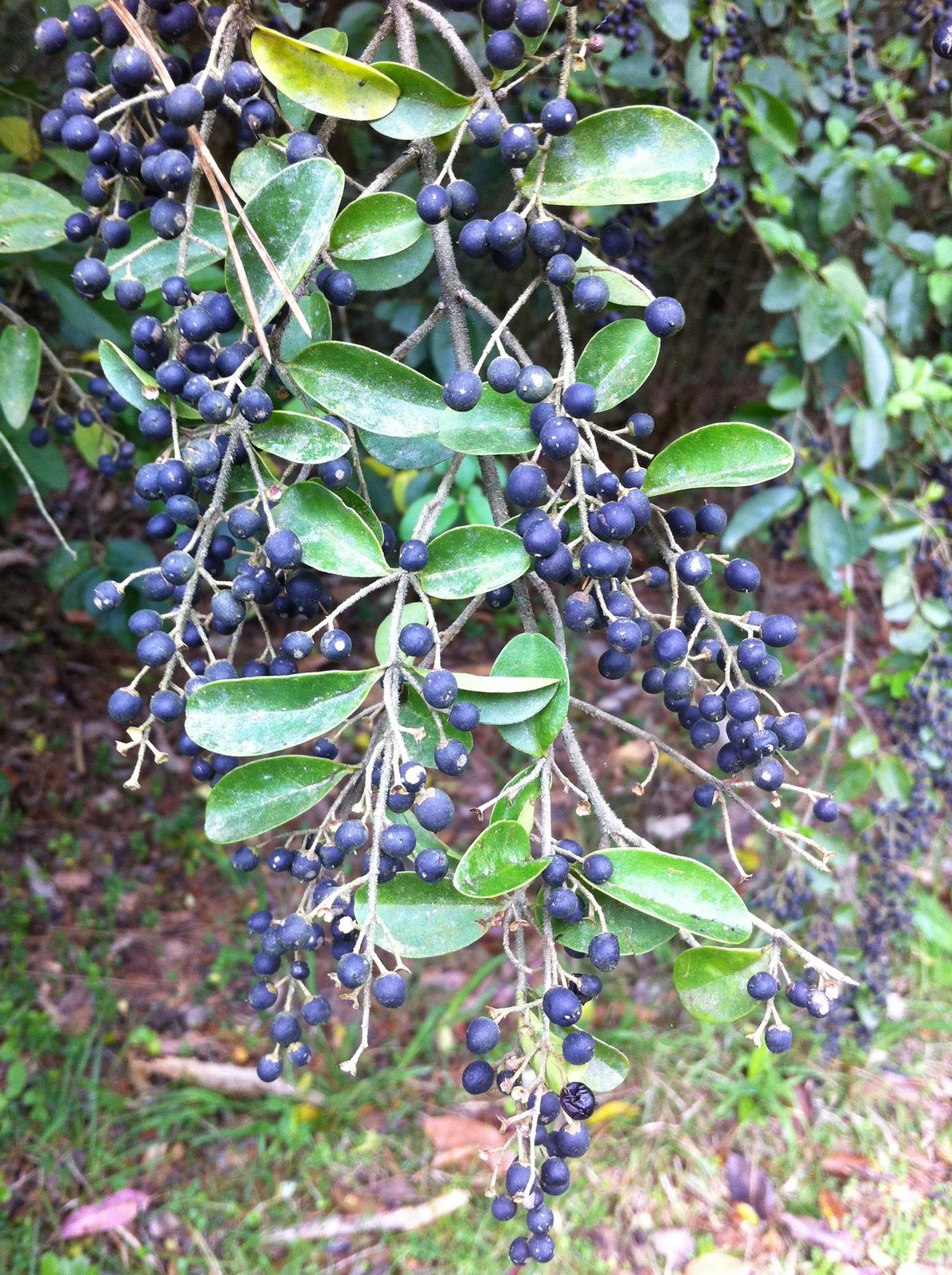 Sunshine ligustrum
