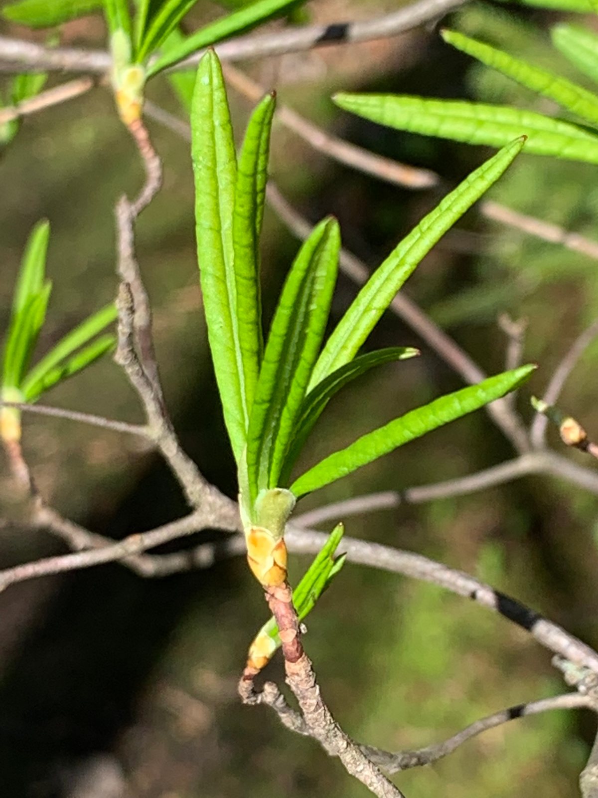 Swamp azalea