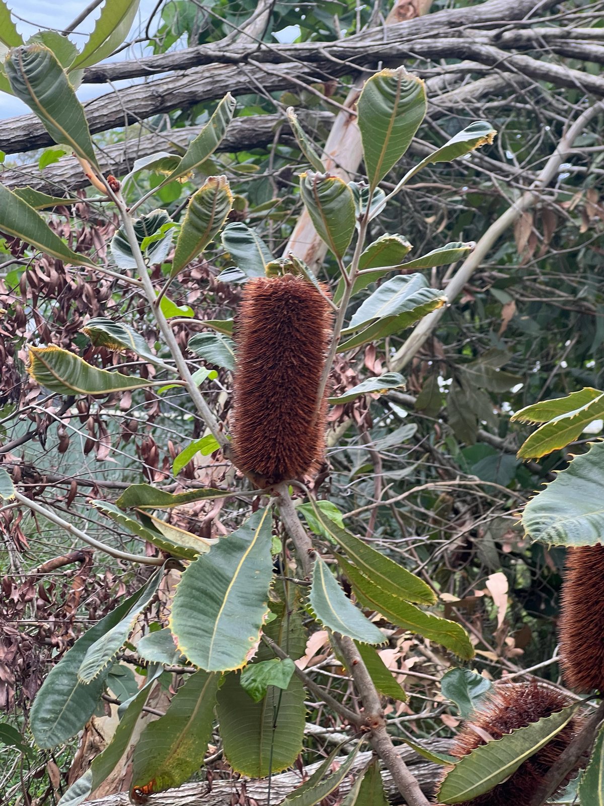 Swamp banksia