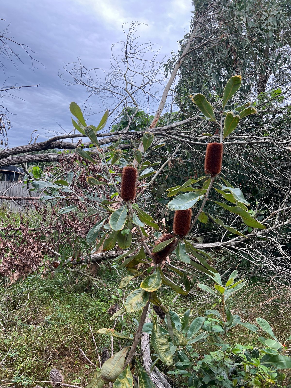 Swamp banksia