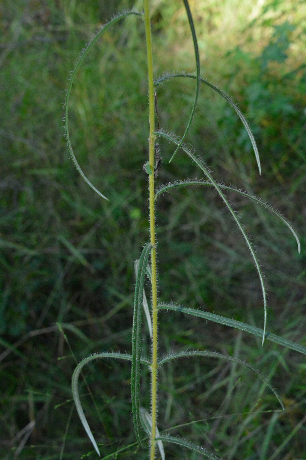 Swamp sunflower