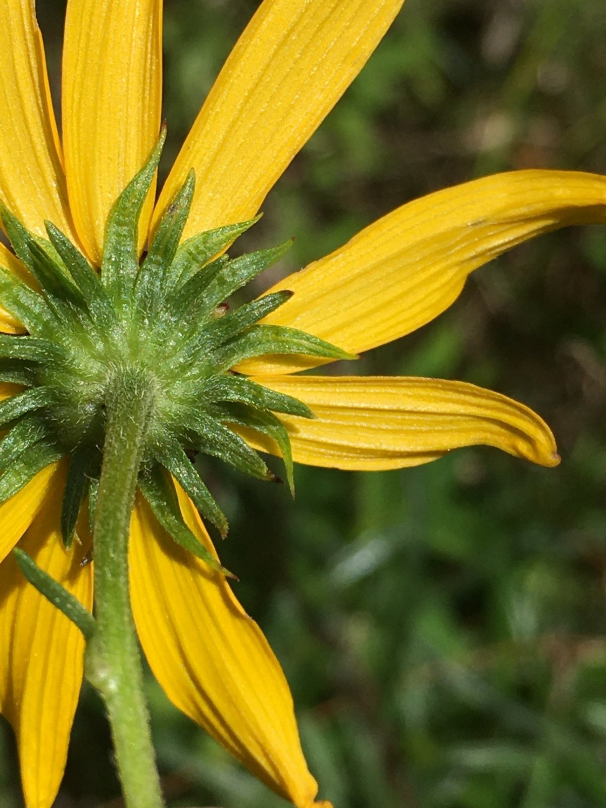 Swamp sunflower