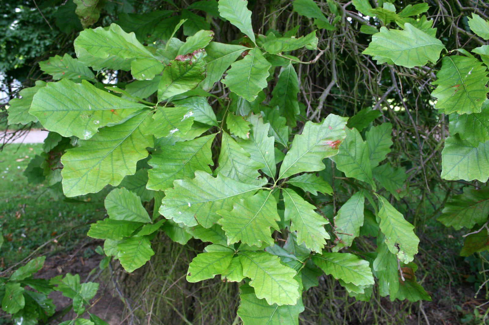 Swamp white oak