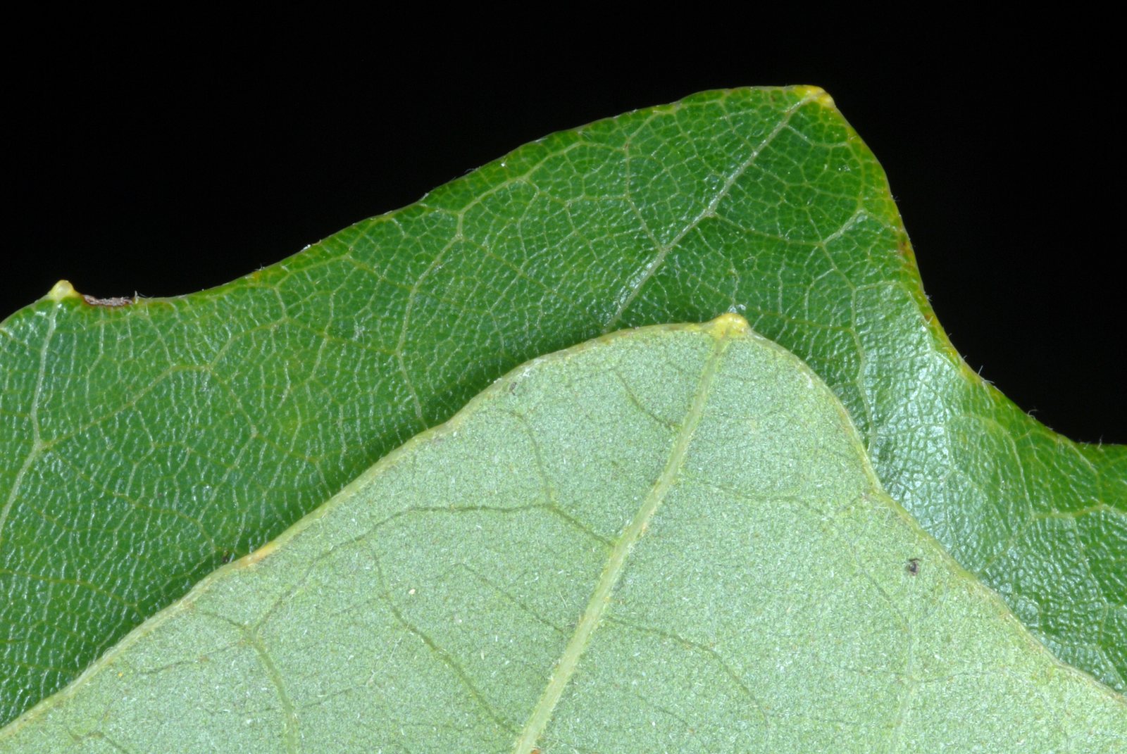 Swamp white oak