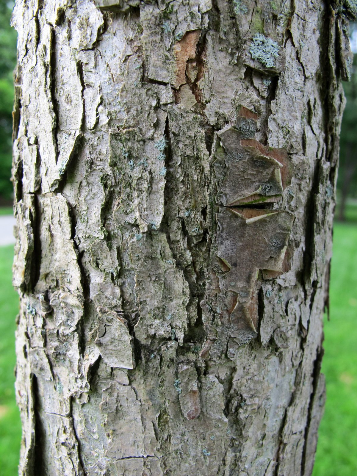 Swamp white oak