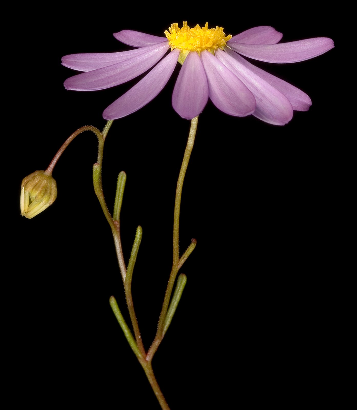 Swan River daisy