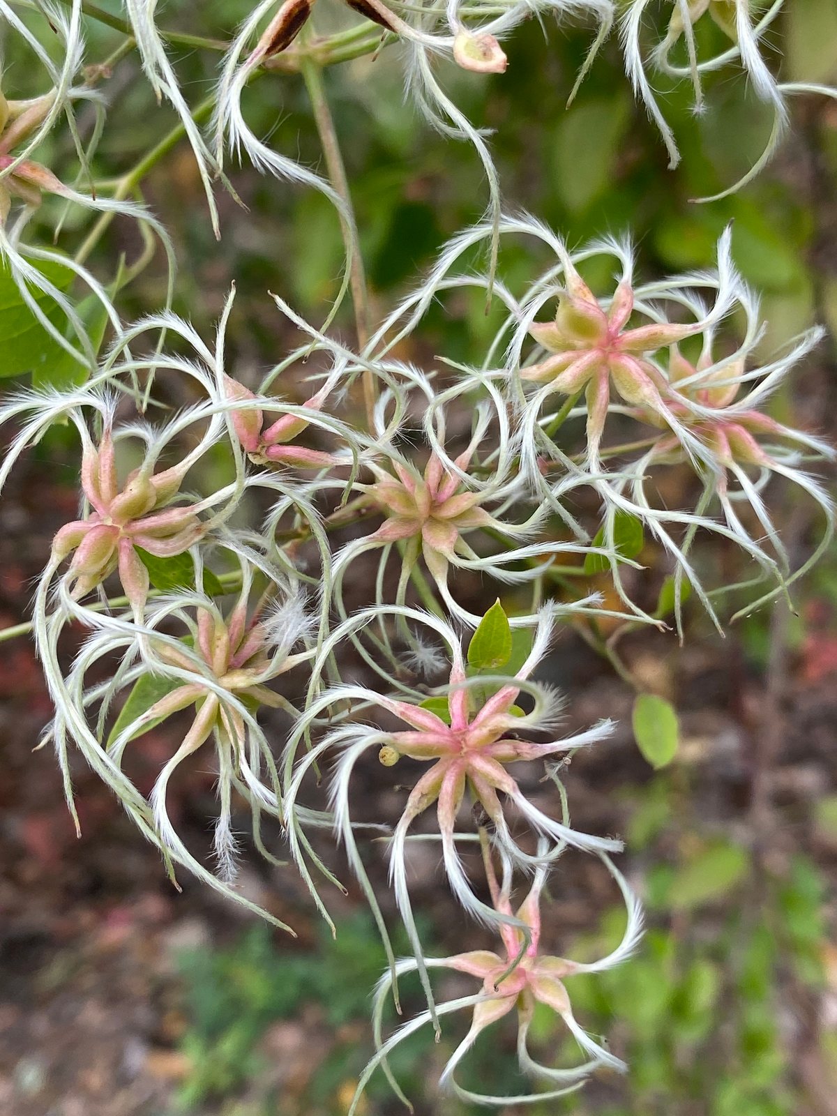 Sweet autumn clematis