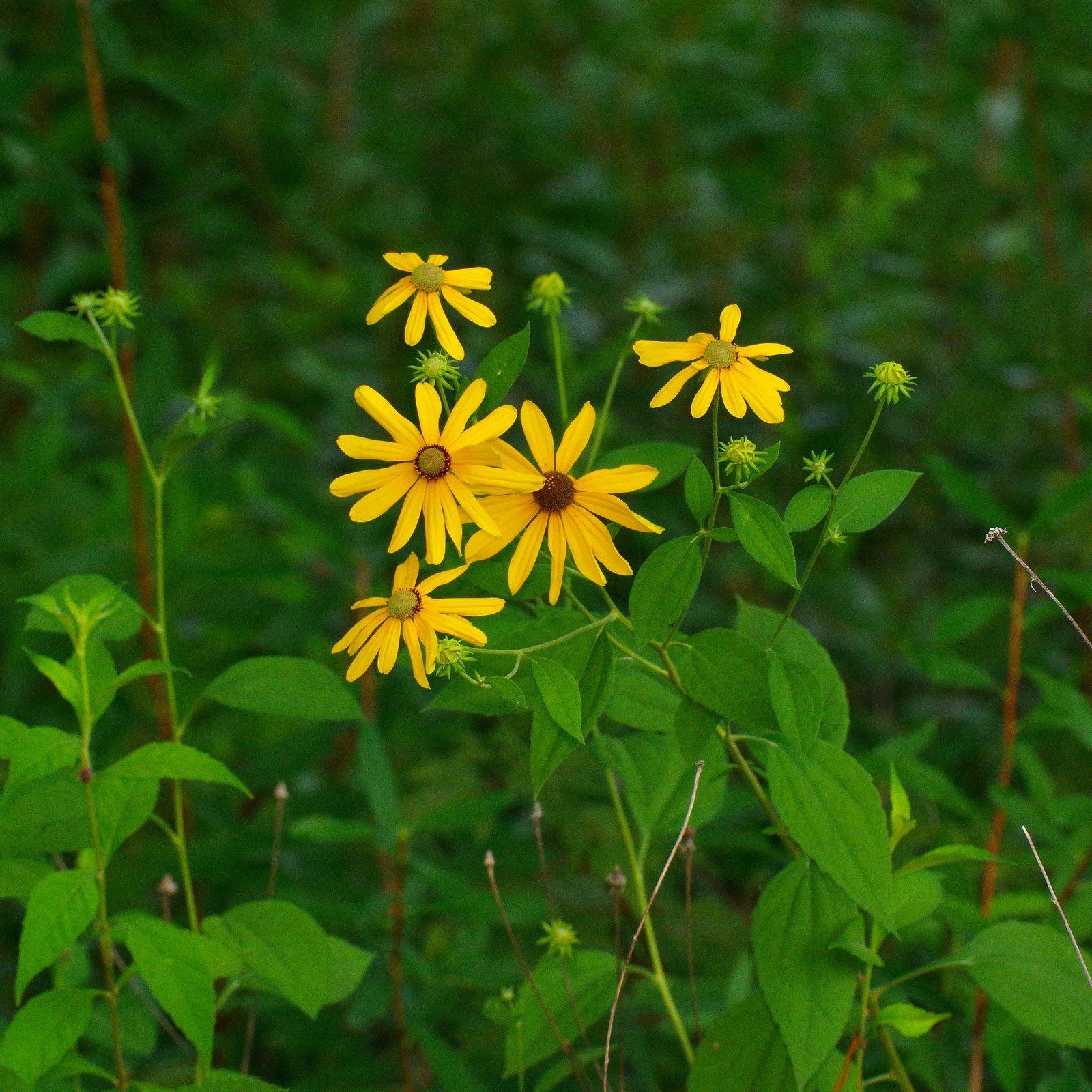 Sweet black-eyed Susan