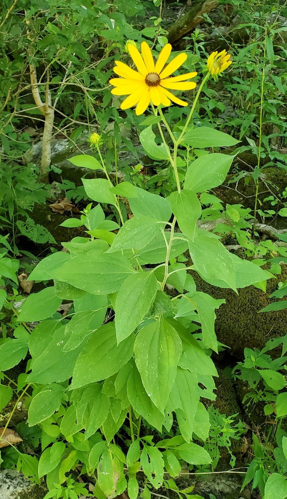 Sweet black-eyed Susan