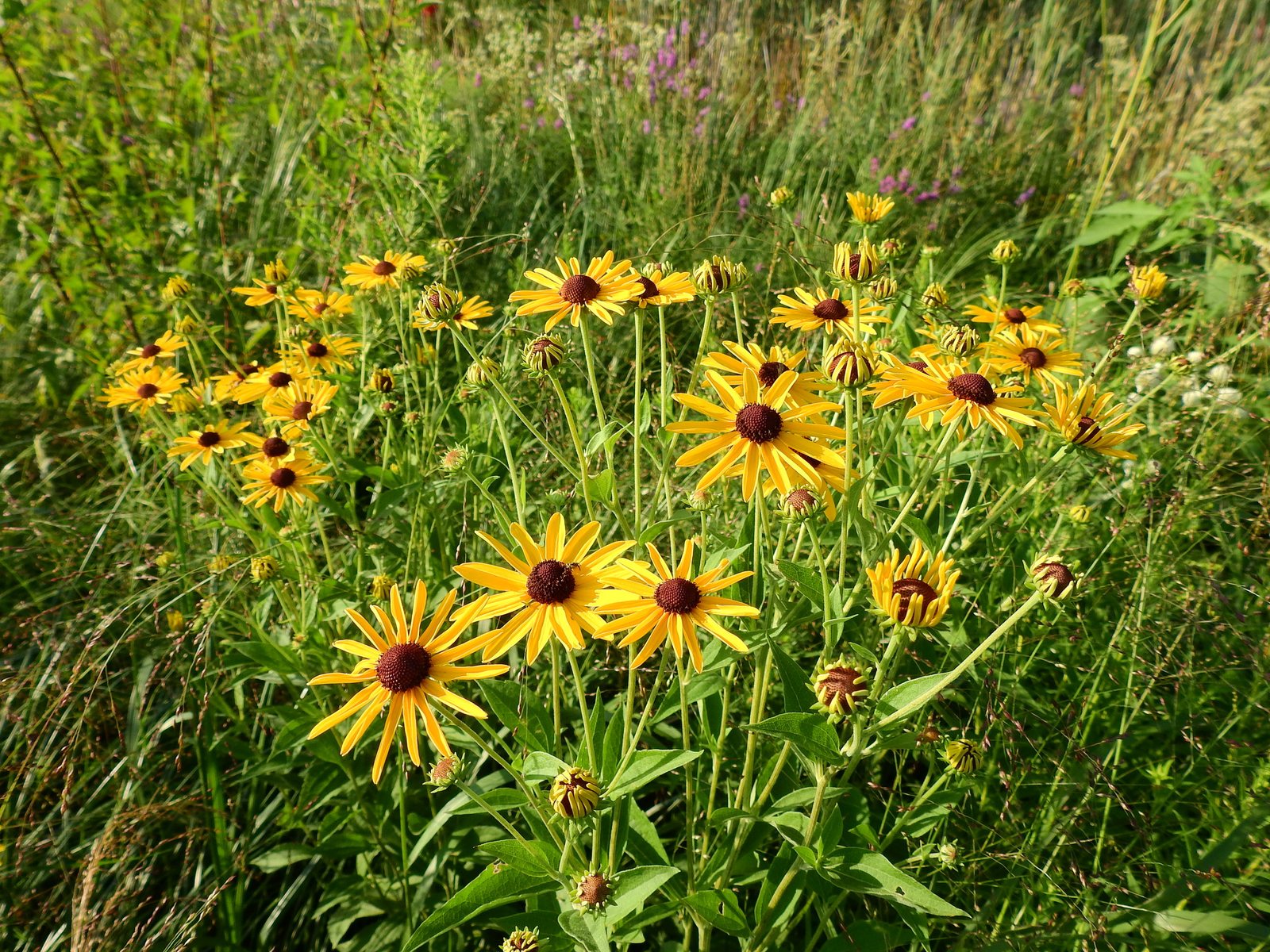 Sweet black-eyed Susan