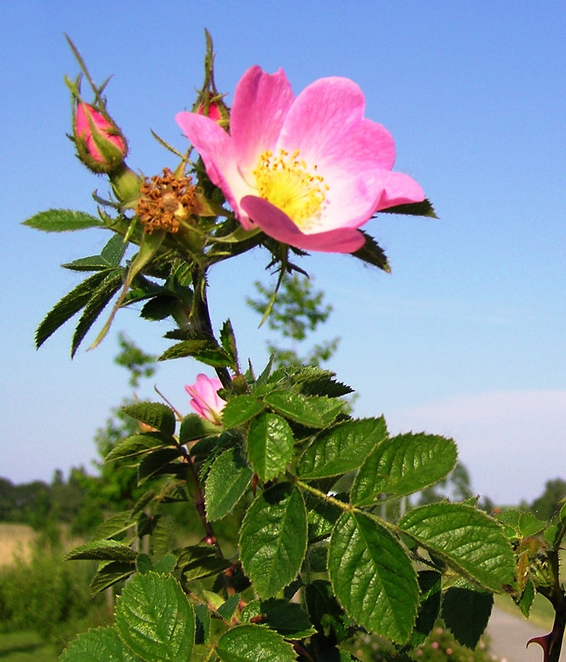 Sweet briar