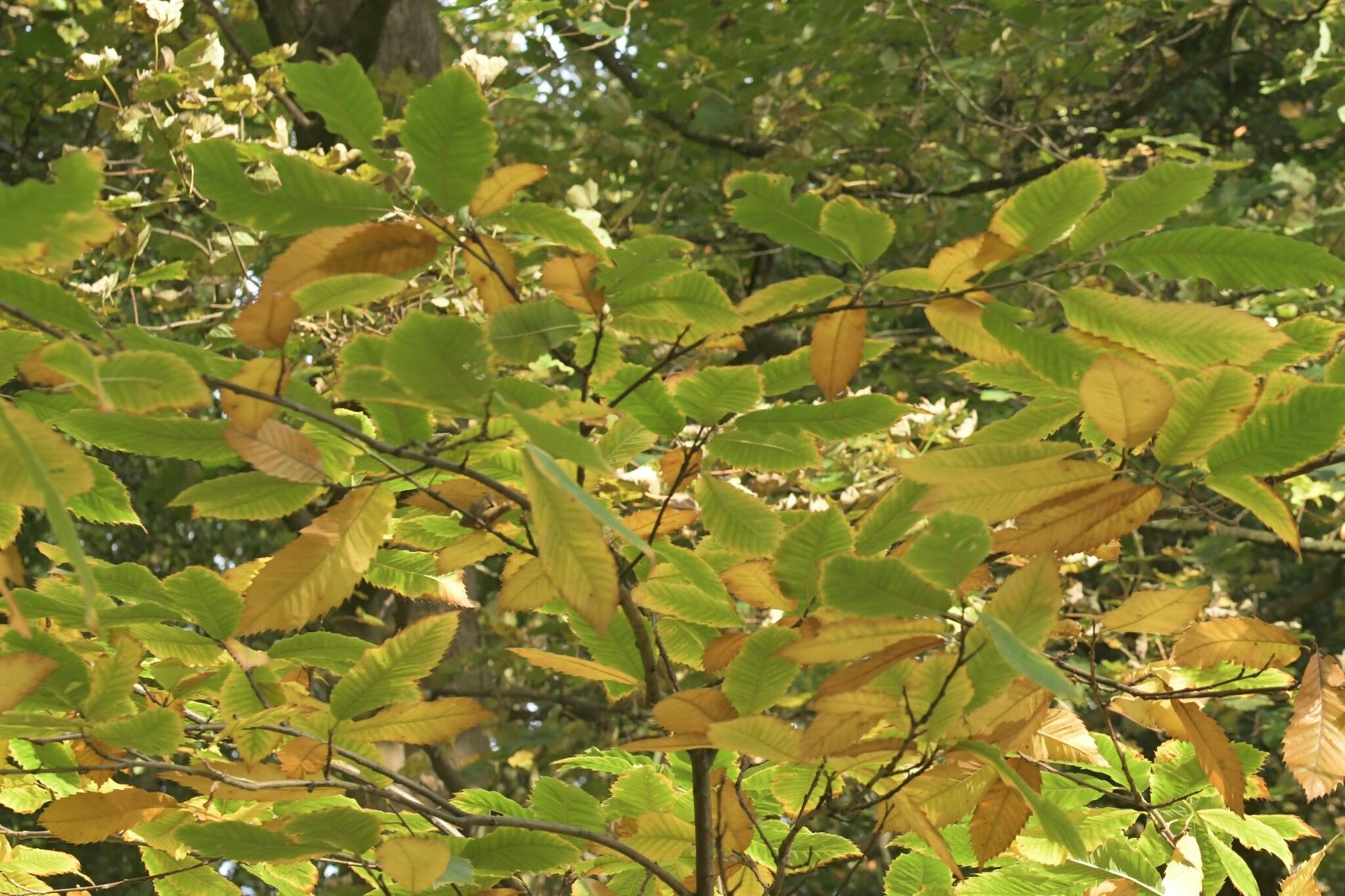 Sweet chestnut