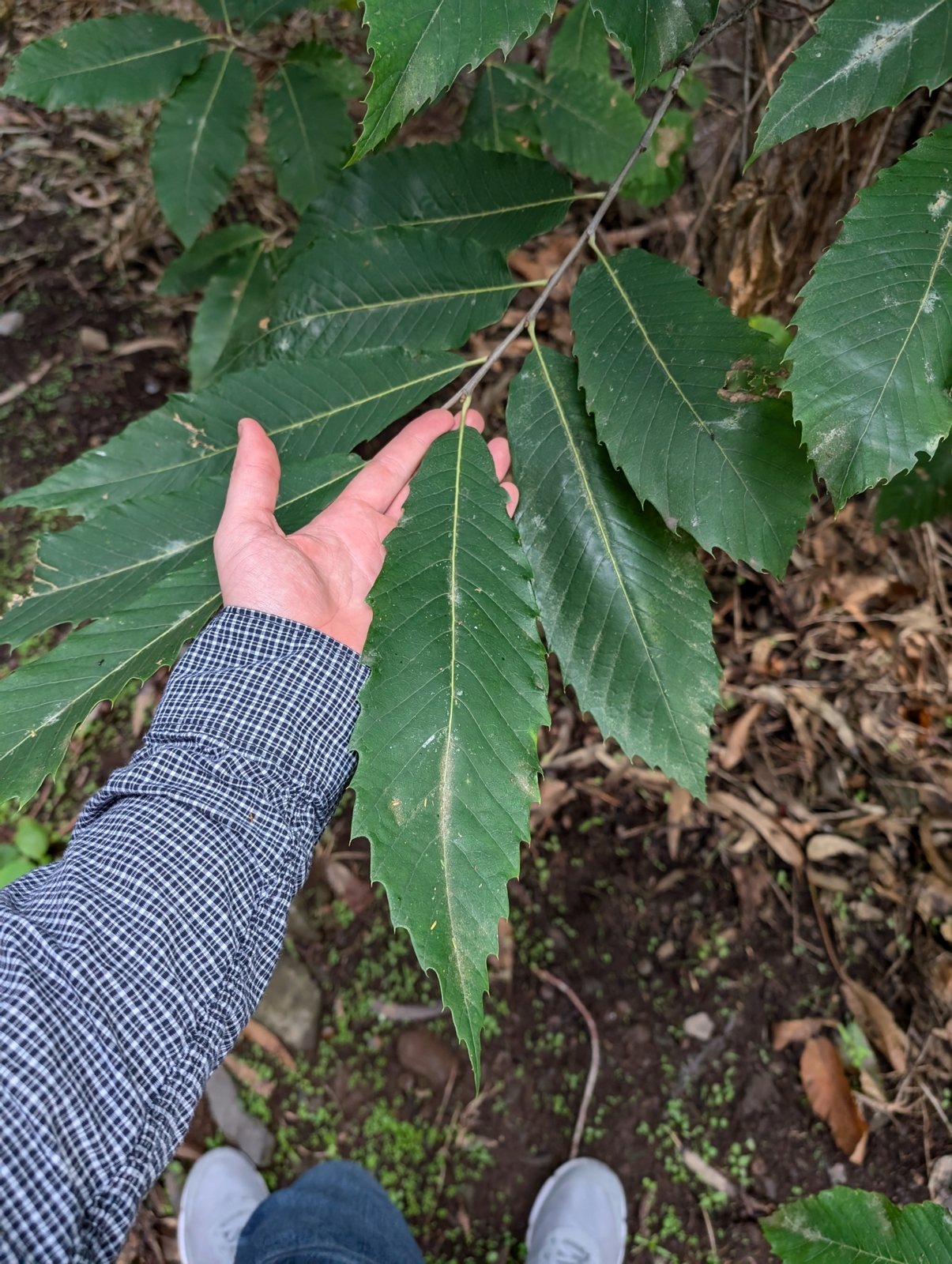 Sweet chestnut