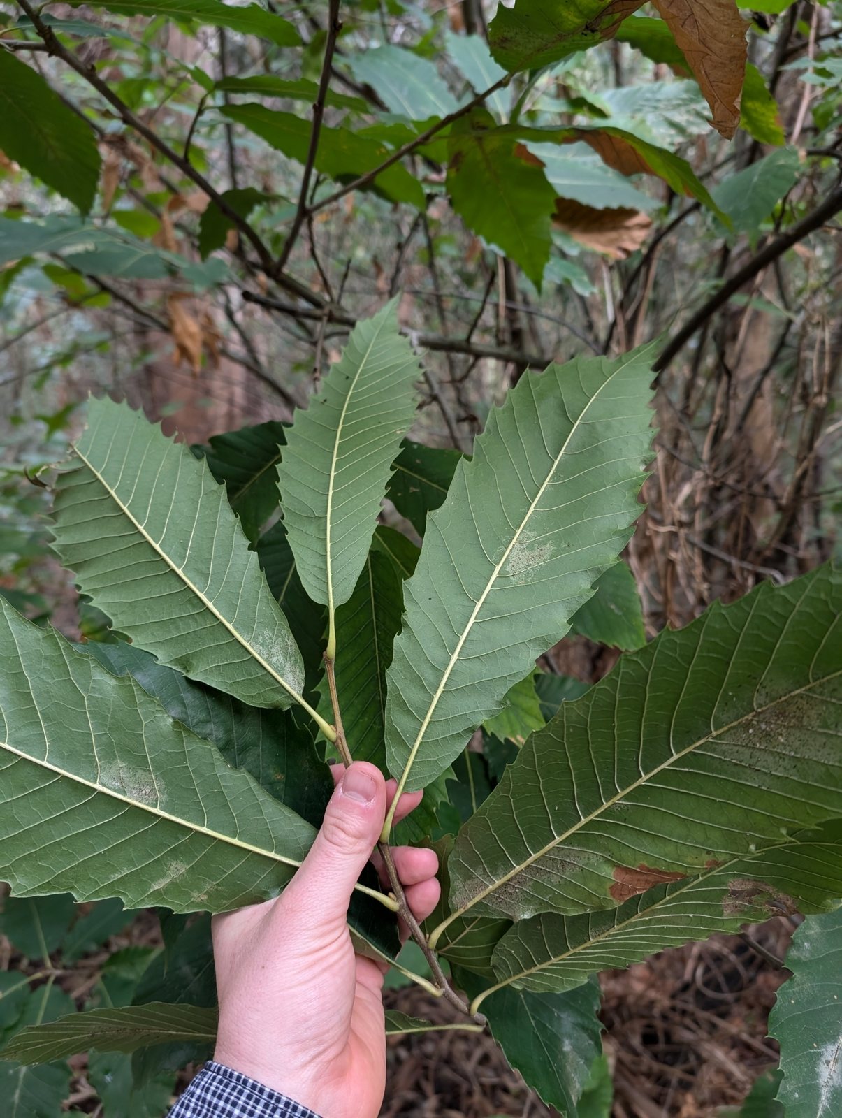 Sweet chestnut