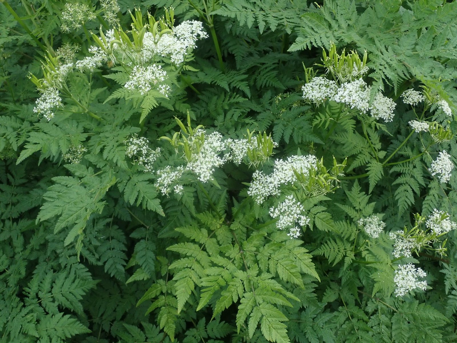 Sweet cicely
