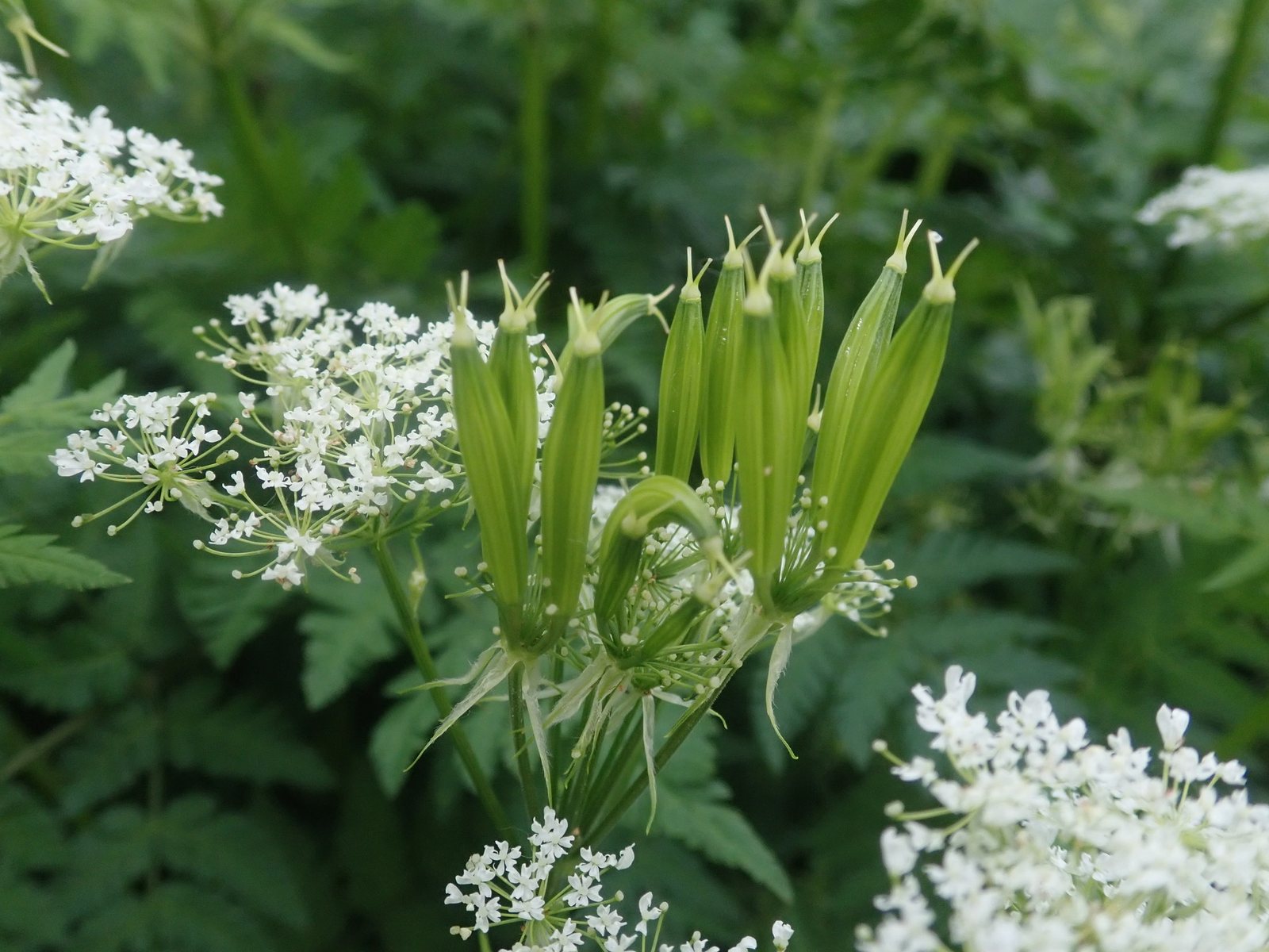 Sweet cicely