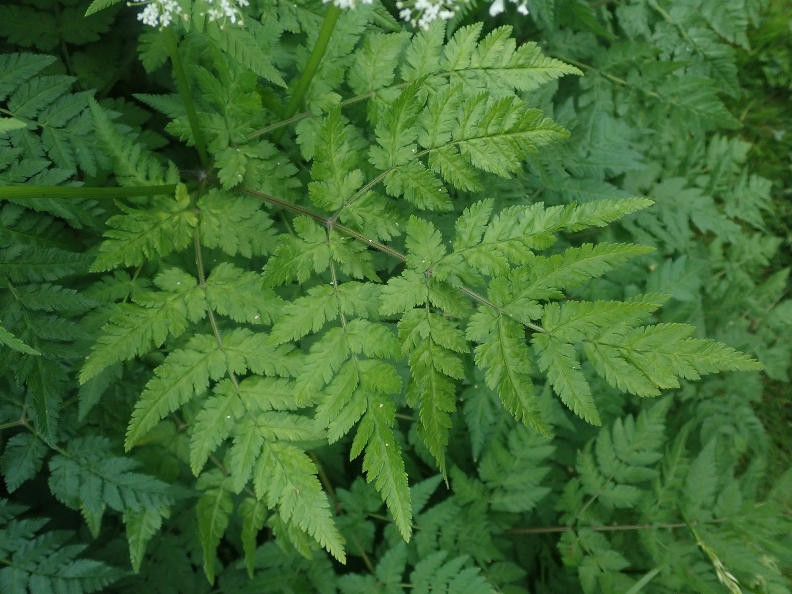 Sweet cicely